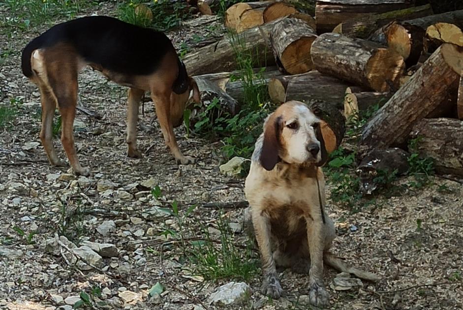 Fundmeldung Hund  Männliche Beauregard-Baret Frankreich