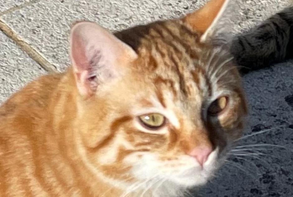 Fundmeldung Katze  Männliche Buis-les-Baronnies Frankreich
