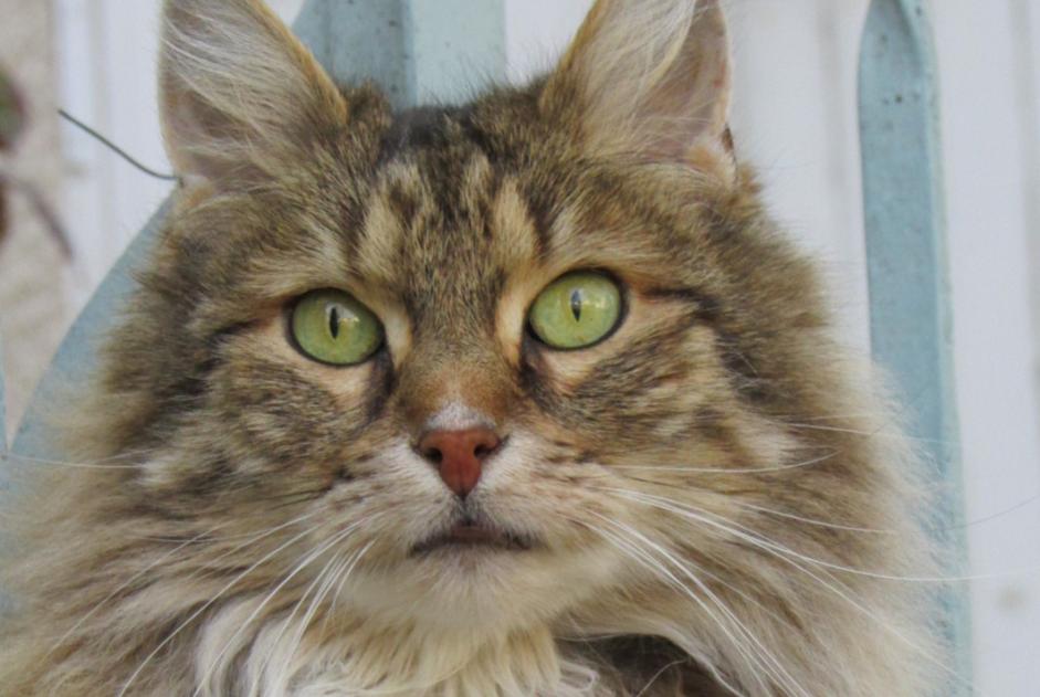 Vermisstmeldung Katze  Männliche , 17 jahre Valence Frankreich
