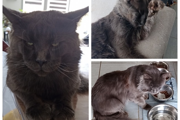 Vermisstmeldung Katze  Männliche , 2 jahre Romans-sur-Isère Frankreich