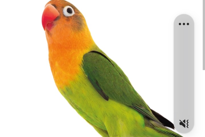 Disappearance alert Bird Male , 2025 years Tulette France Disappearance alert Bird Male , 2025 years Tulette France