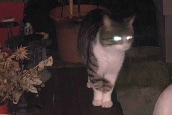 Discovery alert Cat miscegenation Unknown Arthémonay France