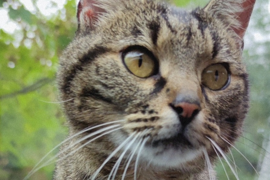 Discovery alert Cat Male Saint-Agnan-en-Vercors France