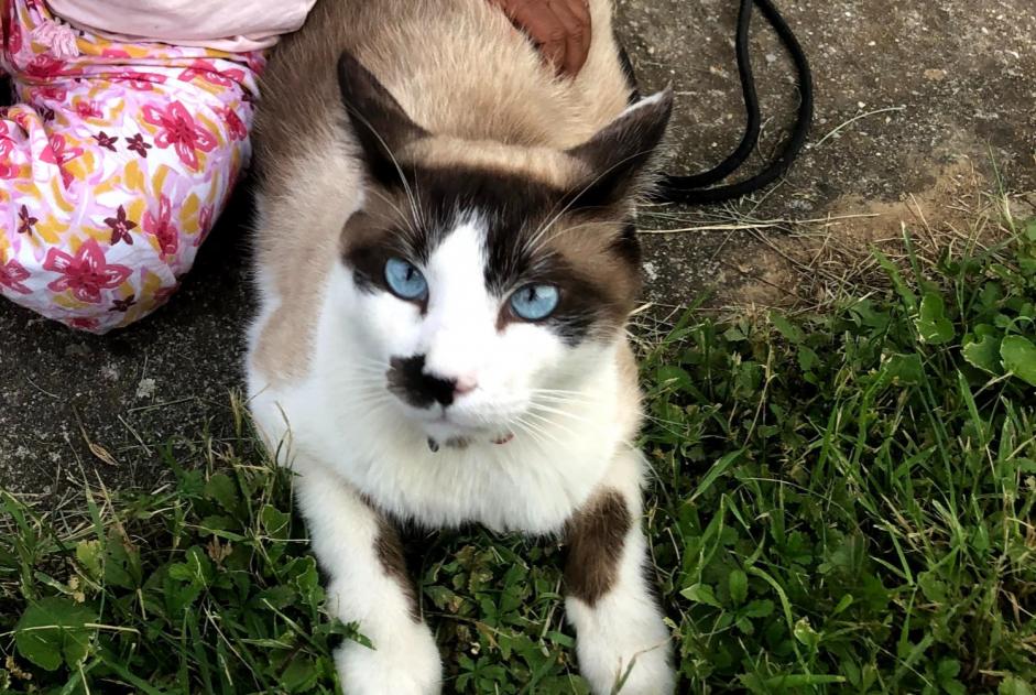 Disappearance alert Cat Male , 3 years Romans-sur-Isère France