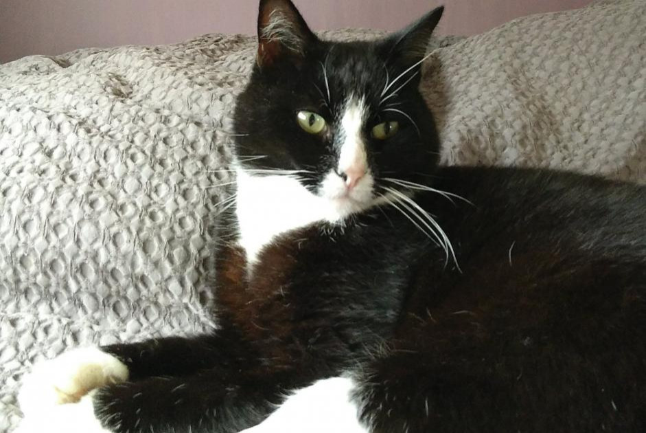 Disappearance alert Cat  Male , 8 years Valherbasse France