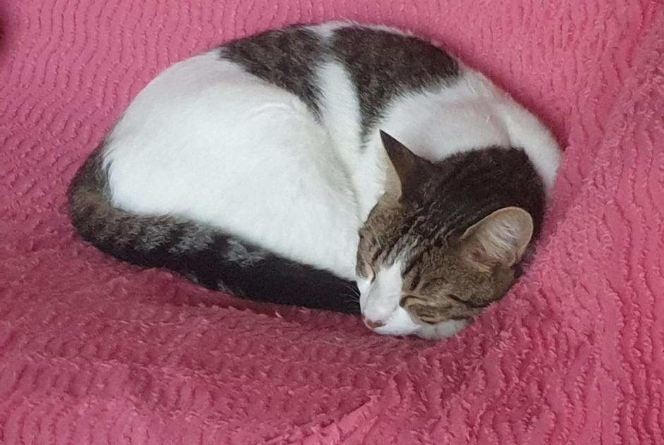 Disappearance alert Cat  Male , 1 years Saint-Donat-sur-l'Herbasse France