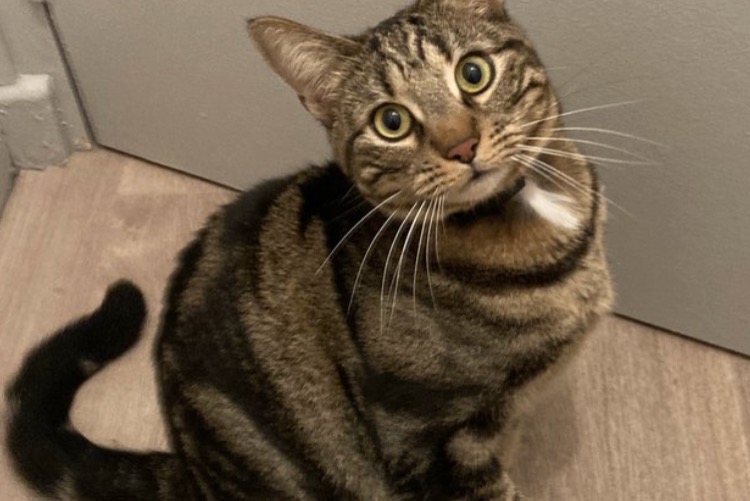Disappearance alert Cat Male , 3 years Valence France