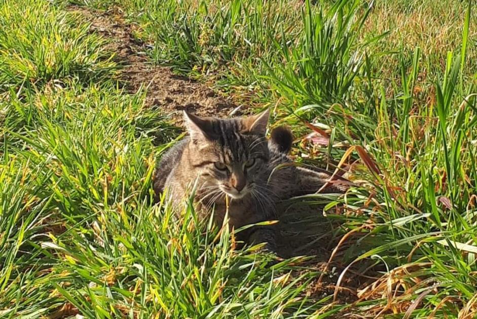Disappearance alert Cat miscegenation Male , 1 years Ratières France
