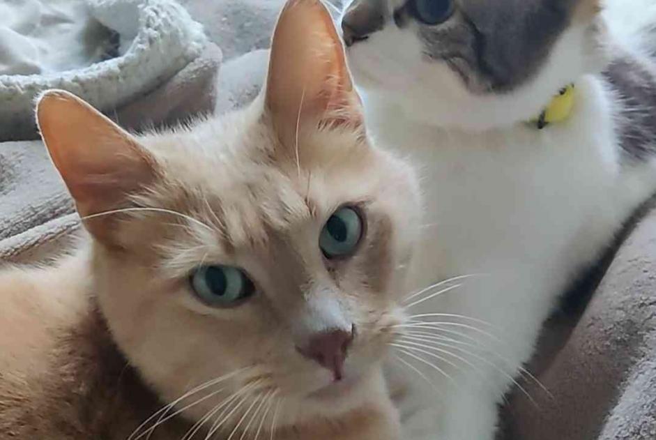 Disappearance alert Cat Male , 7 years Pomérols France