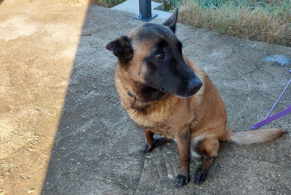 Discovery alert Dog miscegenation Female Portes-lès-Valence France