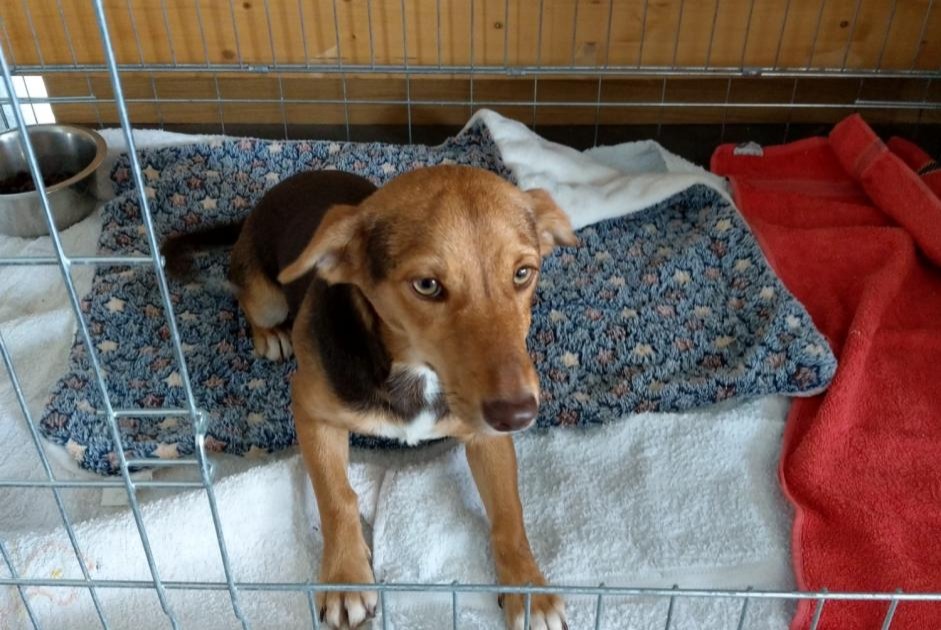 Discovery alert Dog Female Romans-sur-Isère France