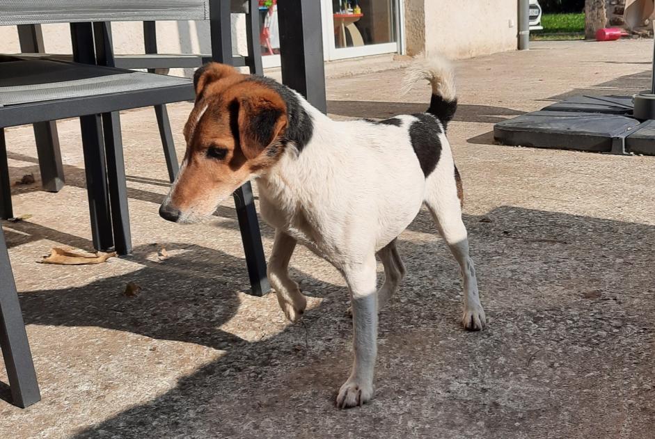 Disappearance alert Dog miscegenation Female , 7 years Valence France