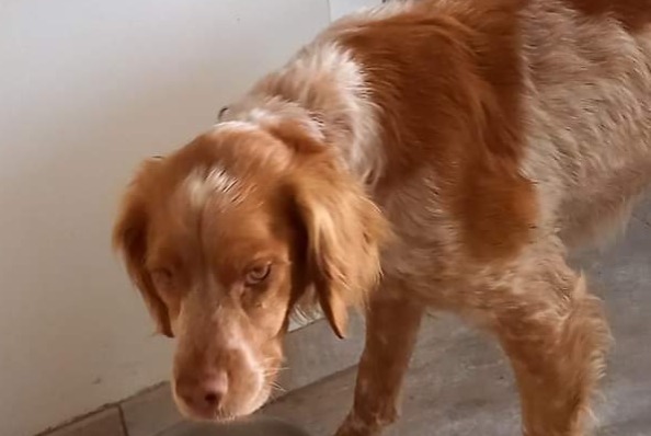 Disappearance alert Dog  Male , 4 years Bourg-lès-Valence France