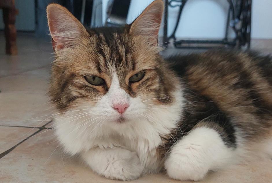 Alerta de Hallazgo Gato Desconocido Chabeuil Francia