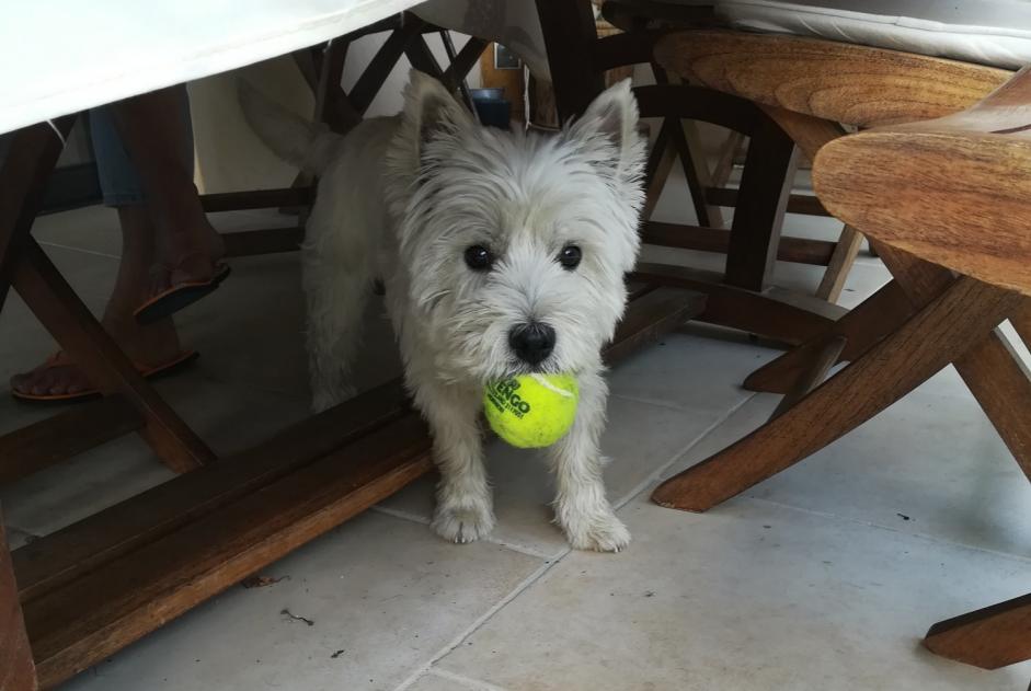 Alerta de Desaparición Perro  Macho , 11 años Montélimar Francia