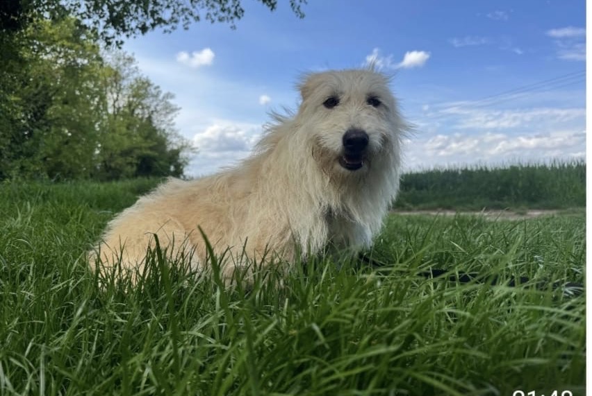 Alerta de Desaparición Perro cruce Hembra , 3 años Saint-Marcel-lès-Valence Francia Alerta de Desaparición Perro cruce Hembra , 3 años Saint-Marcel-lès-Valence Francia