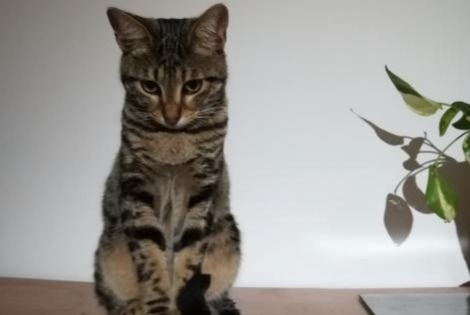 Alerte Disparition Chat  Mâle , 5 ans Allauch France