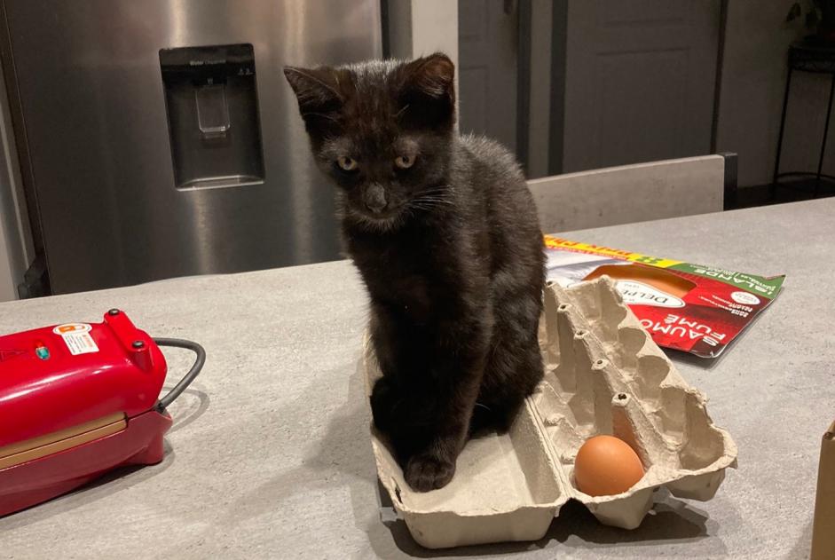 Alerte Disparition Chat Mâle , 1 ans Romans-sur-Isère France