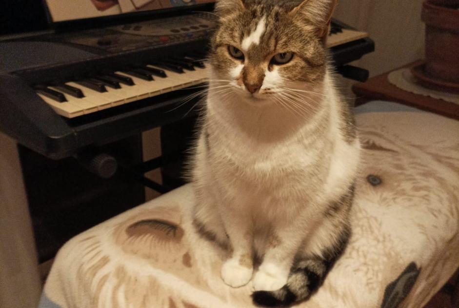 Alerte Disparition Chat  Femelle , 5 ans Pierrelatte France