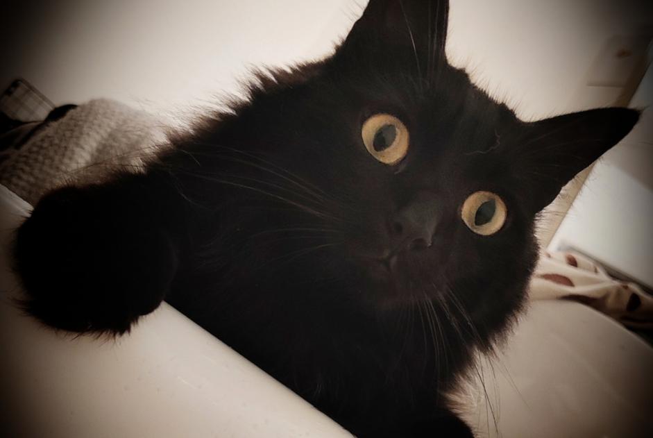 Alerte Disparition Chat Mâle , 7 ans Bouvières France