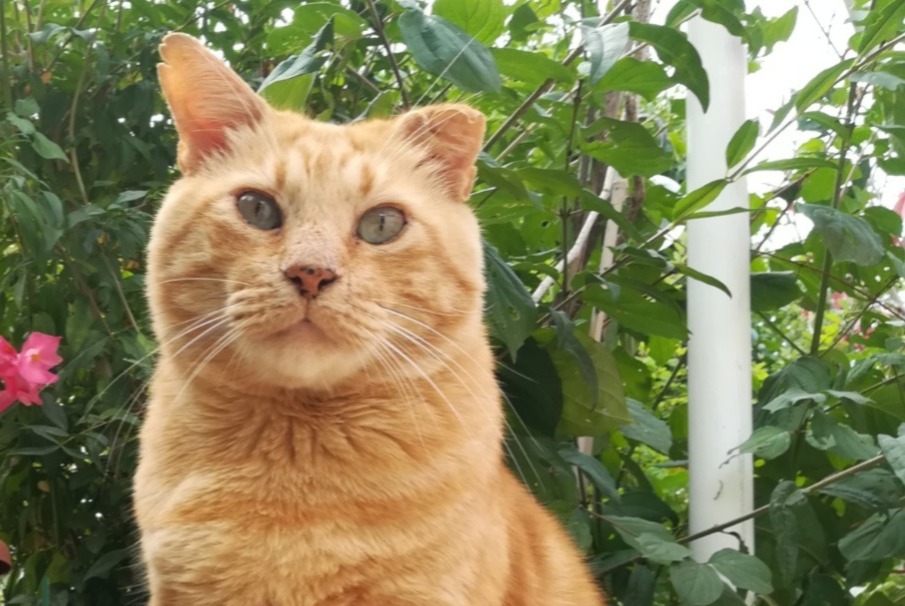 Alerte Disparition Chat Mâle , 12 ans Cléon-d'Andran France Alerte Disparition Chat Mâle , 12 ans Cléon-d'Andran France