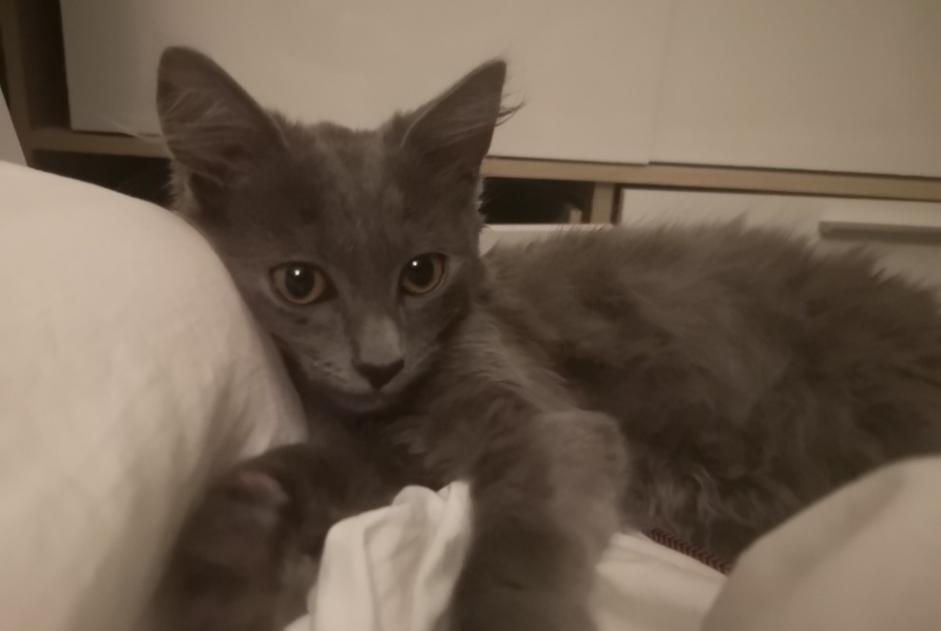 Alerte Disparition Chat Femelle , 0 ans Bourg-de-Péage France Alerte Disparition Chat Femelle , 0 ans Bourg-de-Péage France