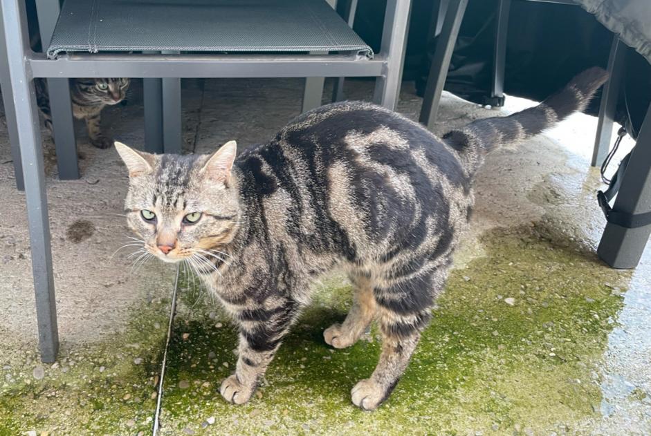 Alerte Découverte Chat Mâle , 2 ans Crest France