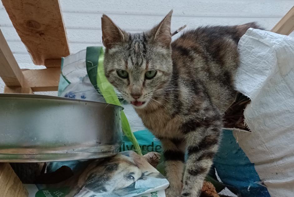 Alerte Découverte Chat Femelle Saillans France