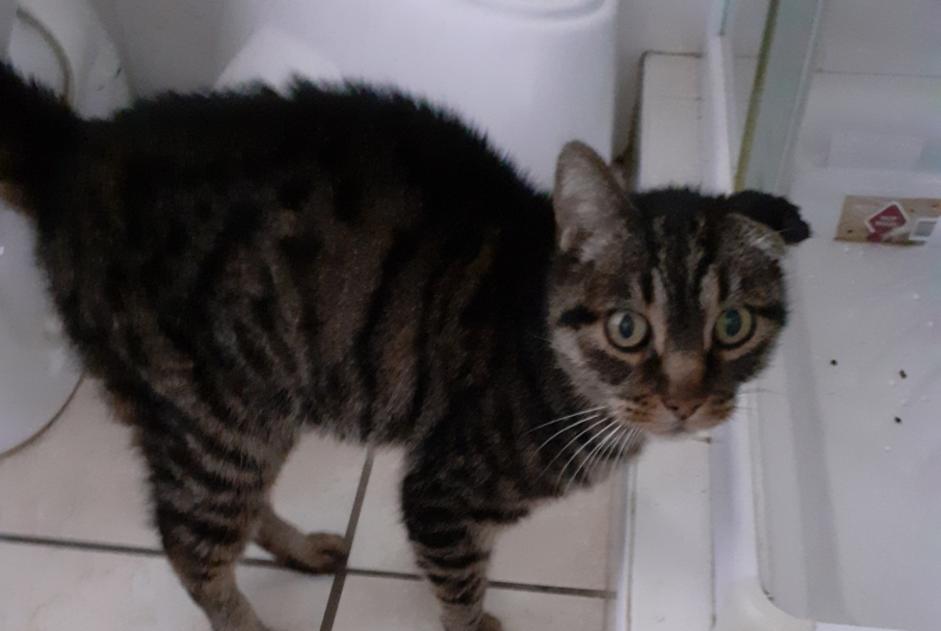 Alerte Découverte Chat Femelle Châteauneuf-sur-Isère France Alerte Découverte Chat Femelle Châteauneuf-sur-Isère France