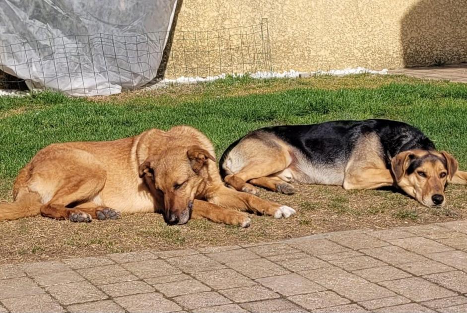 Alerte Disparition Chien  Femelle , 8 ans Claveyson France