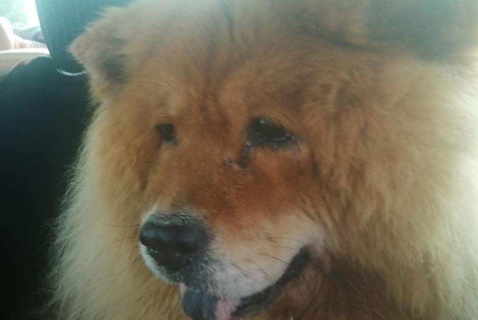 Alerte Disparition Chien Femelle , 13 ans Romans-sur-Isère France Alerte Disparition Chien Femelle , 13 ans Romans-sur-Isère France