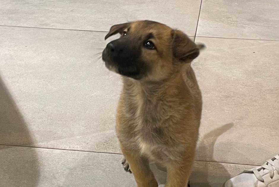 Alerte Découverte Chien Mâle Étoile-sur-Rhône France