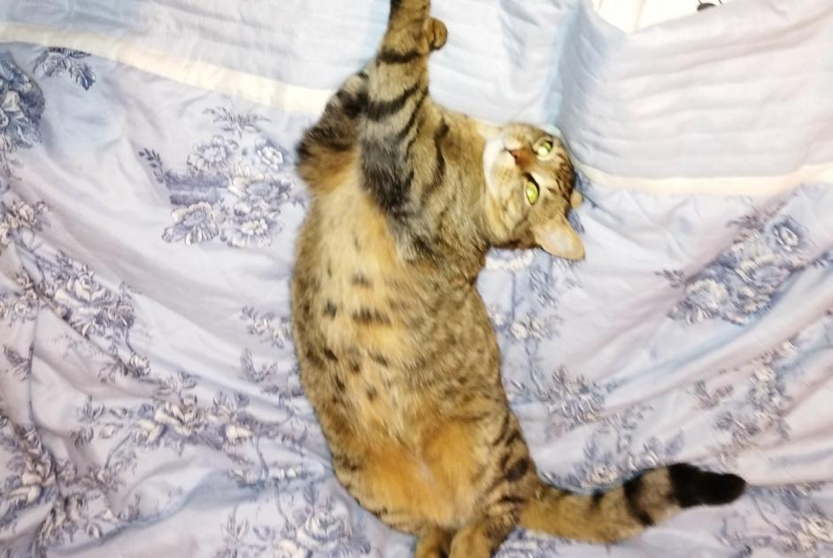 Avviso scomparsa Gatto Femmina , 4 anni Mercurol-Veaunes Francia